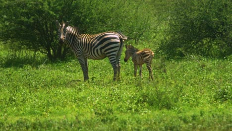 Wild-zebra-baby-with-parent-among-grass-plains-in-Manyara-Ranch-Conservancy-Tanzania-Africa