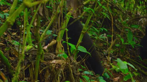 Bebé-Gorila-Trepa-Por-La-Selva-Tropical-Encontrando-Sus-Pies-Y-Explorando-El-Mundo
