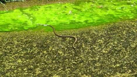 In-summer-in-the-Nerima-neighborhood-in-Tokyo,-Japan-you-can-see-different-snakes-swimming-over-the-algae-and-the-water