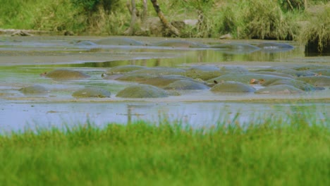Wilde-Flusspferde-Spritzen-Schlammiges-Wasser-übereinander,-Um-Sich-In-Afrika-Abzukühlen