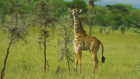 Junge-Giraffe-Blickt-In-Die-Kamera-Und-Wedelt-Mit-Dem-Schwanz-Im-Wilden-Serengeti-Nationalpark