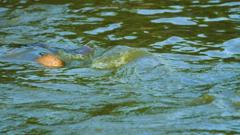 Hipopótamo-Desaparece-Bajo-El-Agua-En-Cámara-Súper-Lenta-En-La-Naturaleza
