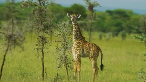 Jirafa-Joven-Salvaje-En-El-Parque-Nacional-Serengeti-Mira-A-La-Cámara