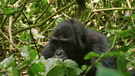 Wilder-Gorilla-Frisst-Und-Hält-Im-Dichten-Regenwald-Ausschau-Nach-Gefahren
