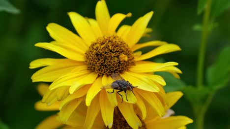 Black-fat-fly-with-red-eyes-sitting-on-bright-yellow-flower-while-the-flower-gently-is-moving-in-the-wind