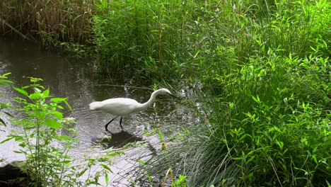 In-the-summer-of-Tokyo's-Kichijoji-Park,-there-are-many-egrets-that-stroll-through-its-lakes,-very-close-to-people,-patiently-looking-for-food