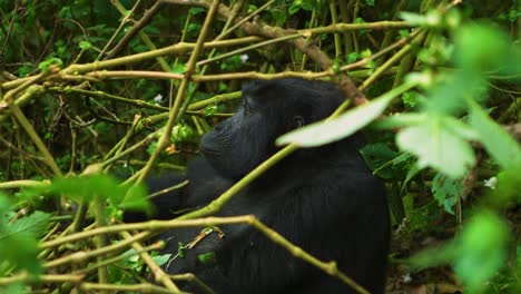 Wild-Gorilla-sat-eating-food-in-the-rainforest