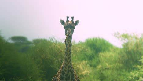 Close-up-of-giraffe-eating-with-heat-haze-waves-showing-heat-in-Tanzanian-sunshine-slow-motion