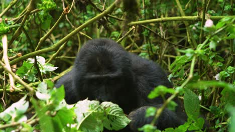 Huge-black-Gorilla-eats-bugs-off-of-stick-in-a-forest