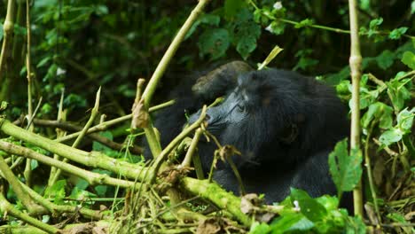 Wild-Gorilla-chews-on-food-amongst-green-rainforest