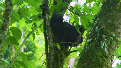 A-baby-Gorilla-in-the-wild-in-Rwanda-Volcanoes-National-Park,-Africa