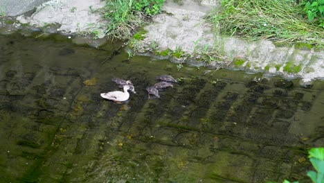 In-many-rivers-in-the-Tokyo-neighborhood-it-is-very-common-to-see-different-types-of-animals