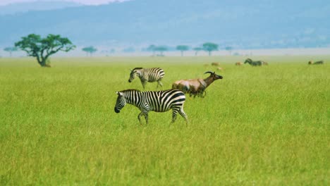 Zebra-jumps-and-gets-scared-whilst-walking-through-open-green-African-plains