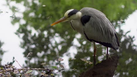 In-the-Shakujii-Koen-Park-in-Tokyo,-Japan,-there-are-many-gray-herons,-on-rainy-days-they-approach-the-coast-and-you-can-see-up-close-the-long-waiting-times-they-use-to-fish