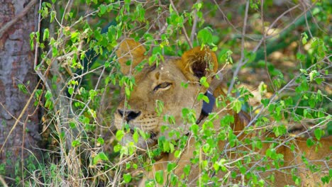 Lioness-licks-mouth-and-looks-out-across-wilderness-looking-for-prey-in-hot-African-sun