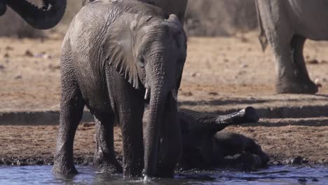 Elefant-Trinkt-In-Wasserstelle-In-Namibia-Mit-Baby