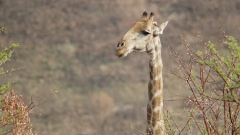 Eine-Kauende-Giraffe,-Bevor-Er-Sich-Hinabsenkt,-Um-Weitere-Blätter-Von-Dem-Nahen-Dornenbaum-Zu-Entfernen
