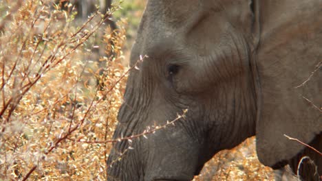 Close-up-of-elephant-moving-aggressively-into-dry-bush