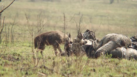 Eine-Hyäne-Sieht-Sich-Um,-Bevor-Sie-In-Einen-Elefantenkadaver-Beißt