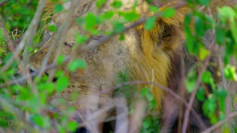 Radio-collared-lion-panting-in-the-shade-keeping-cool,-protected-in-the-African-plains