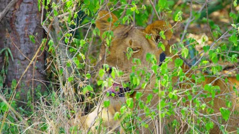 Lioness-panting-with-her-tongue-out-to-keep-cool-in-midday-hot-African-sun
