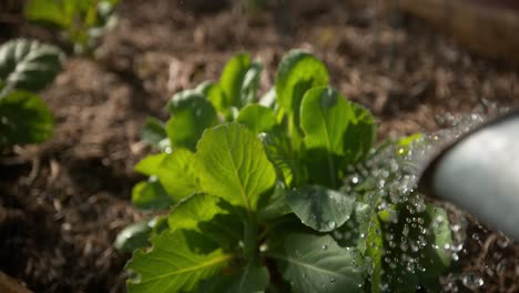 Watering-cauliflower-plant-in-vegetable-garden-2000-fps-Phantom