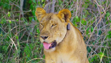 Endangered-lion-collared-to-keep-safe-and-track-movements,-in-the-wild-Ugandan-National-Park