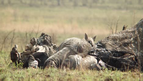 Eine-Hyäne-Zeigt-Sich-Hinter-Einem-Elefantenkadaver,-Während-Sie-Vor-Den-Krähen-Die-Überreste-Reinigt