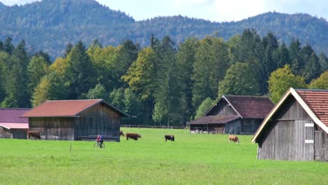 Green-alpine-meadow-with-many-small-wooden-cabins