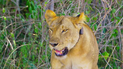 Lioness-sticks-tongue-out-and-winks-in-the-wild-in-Queen-Elizabeth-National-Park-Uganda
