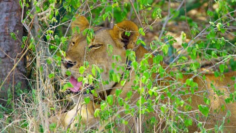 Female-lion-pants-with-tongue-out-in-the-hot-sun