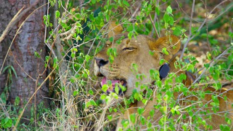 Weiblicher-Löwe-Mit-Halsband-Auf-Geschützt-In-Der-Heißen-Afrikanischen-Sonne,-Mit-Weit-Geöffnetem-Mund