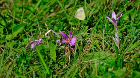 Close-up-view-of-white-butterfly-and-bee-collecting-pollen-on-a-purple-flower-standing-in-a-green-meadow-on-a-bright-sunny-day