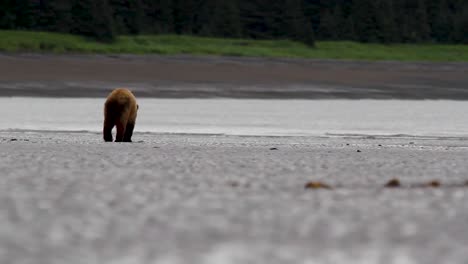 An-Alaskan-grizzly-bear-on-the-sand