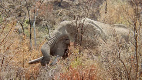 An-elephant-using-its-trunk-to-feed-itself-from-a-dry-tree