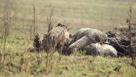 Eine-Hyäne-Schaut-Von-Einem-Elefantenkadaver-Auf-Und-Leckt-Sich-Die-Lippen,-Bevor-Sie-Weiter-Von-Dem-Toten-Elefanten-Frisst