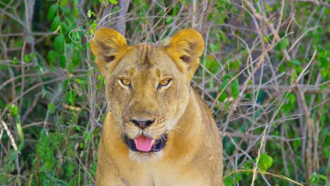 Collar-on-wild-lioness-to-keep-safe-from-poachers,-panting-in-the-shade-keeping-cool
