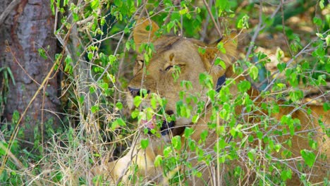 Collared-lioness-panting-in-the-shade-keeping-cool-in-the-hot-sun