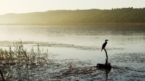 A-wetland-area-with-a-cormorant-perched-on-a-dead-tree-stump-with-gently-rippling-water