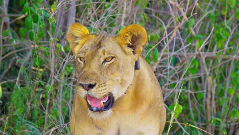 Lioness-stays-cool-from-the-sun-under-trees-and-panting