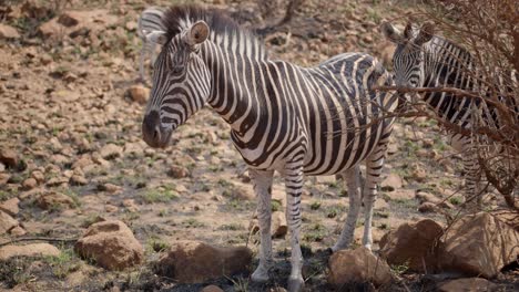 Zebra-standing-on-a-rocky-outcrop-stares-back-then-shakes-his-head