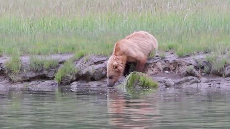 A-Grizzly-Bear-is-Drinking-from-a-Stream