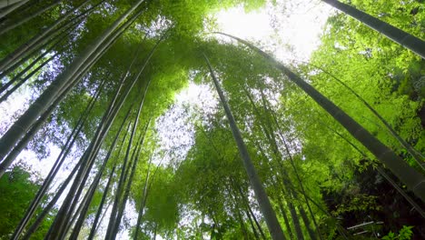 En-Kamakura,-Al-Sur-De-Tokio,-Hay-Un-Pequeño-Bosque-De-Bambú-Que-En-Verano-Se-Llena-De-Un-Verde-Intenso-Y-Es-Un-Refugio-Ideal-Del-Calor-Extremo-Del-Mediodía