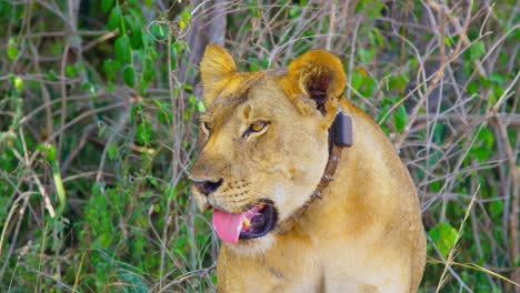 Collared-lioness-panting-in-the-hot-African-sun,-trying-to-stay-cool