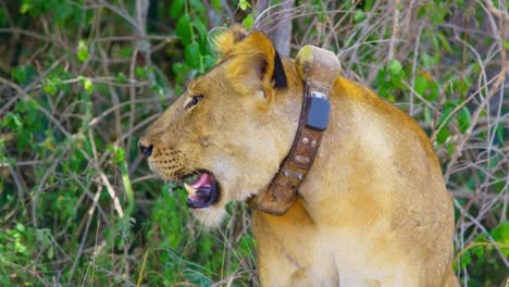 GPS-Halsband-Für-Gefährdete-Löwin,-Um-Die-Wilderei-In-Afrika-Zu-Stoppen