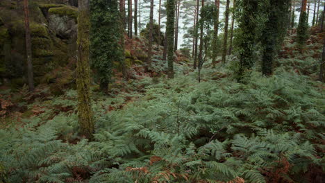Zeitlupenansicht-Eines-Alten-Moosigen-Waldes-Voller-Vegetation-In-Geres,-Portugal