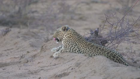 Leopardo-Bostezando-En-La-Reserva-Natural-De-Namibia