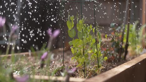 Vegetable-garden-beans-getting-watered-1000-fps-phantom