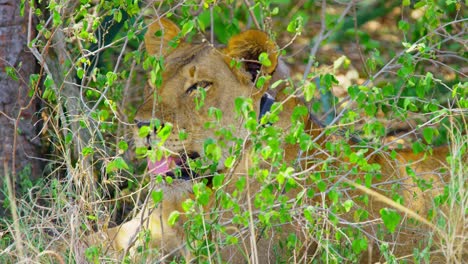 Lioness-listening-to-prey-in-the-distance-ready-to-pounce