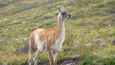 Un-Guanaco-Camina-Por-El-Parque-Nacional-Torres-Del-Paine-En-La-Patagonia-Chilena